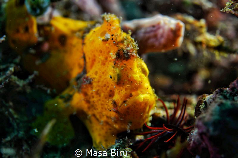face of a stone fish by Masa Biru 