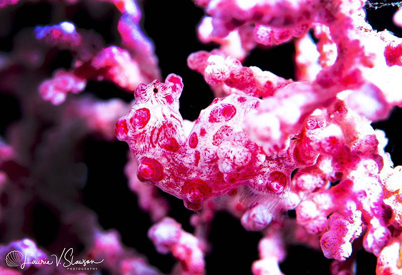 Bargibant's Pygmy Seahorse/Photographed with a Canon 100 ... by Laurie Slawson 