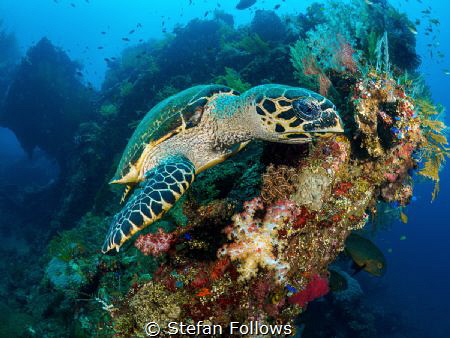 nom nom nom ... !

Hawksbill Turtle - Eretmochelys imbr... by Stefan Follows 
