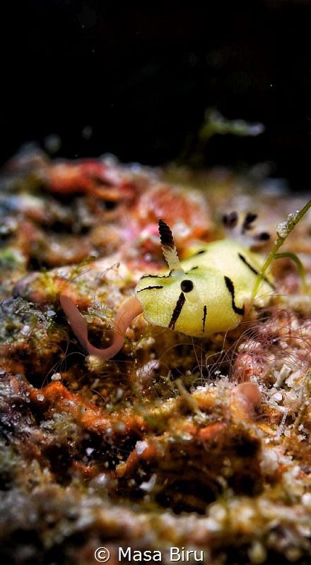 a nudi laying eggs by Masa Biru 