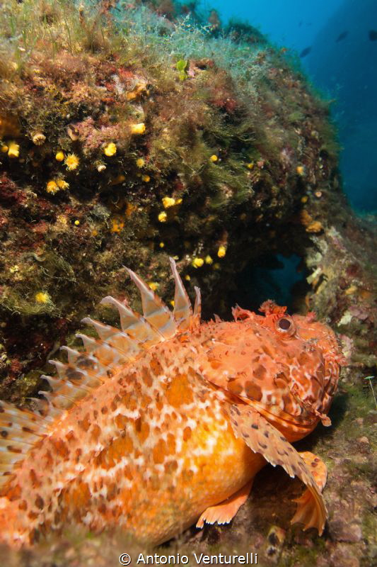 red scorpionfish by Antonio Venturelli 