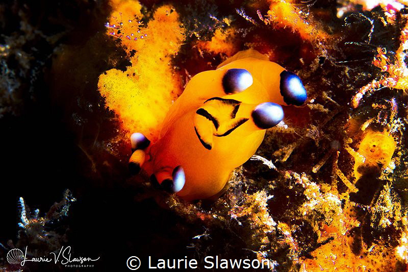 Thecacera pacifica/Photographed with a Canon 60 mm macro ... by Laurie Slawson 