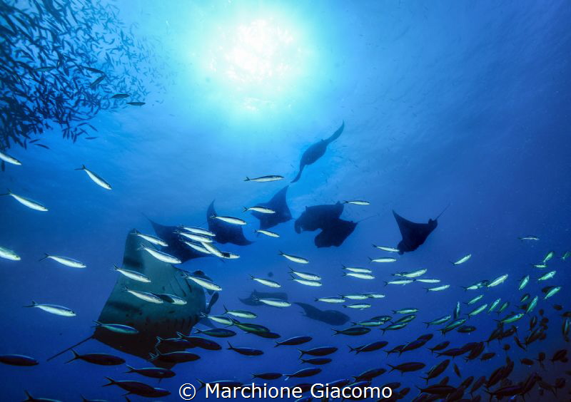 Dharavandhoo. Manta vision
Atollo di Baa
Nikon D800e , ... by Marchione Giacomo 
