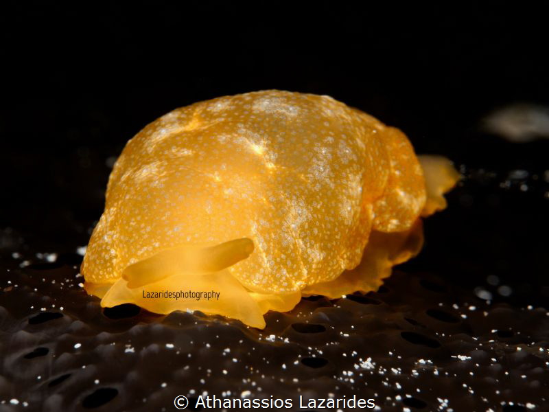 Berthellina citrina by Athanassios Lazarides 