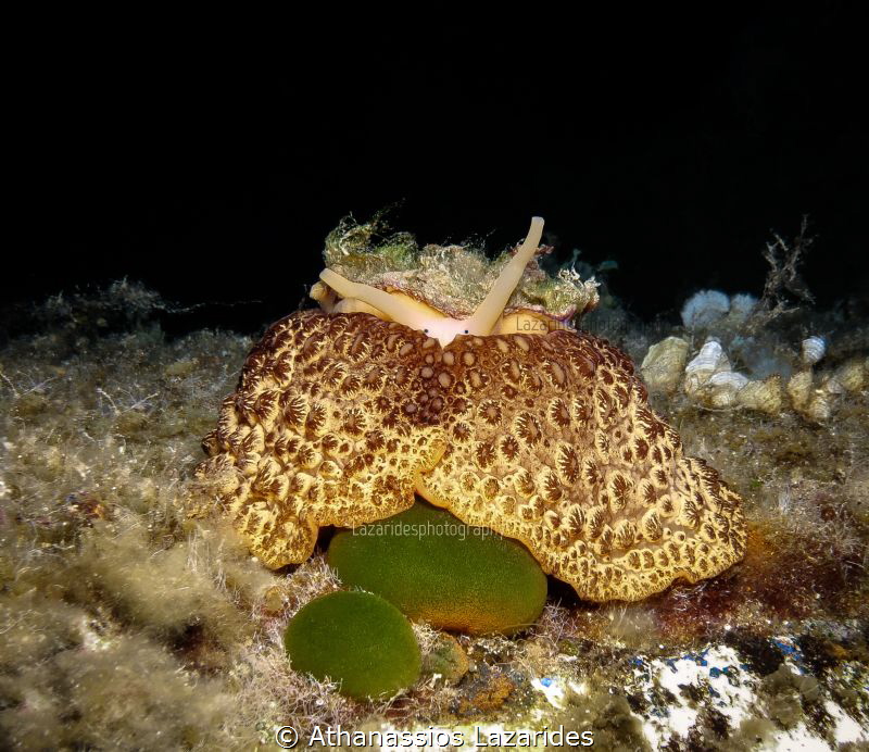 Umbraculum umbraculum by Athanassios Lazarides 