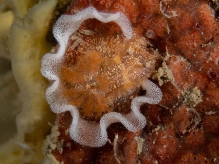 Bruine plooislak, gonedoris castanea by Eduard Bello 