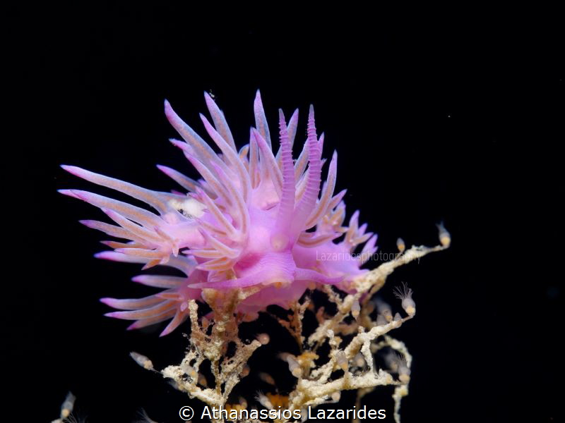 Flabellina affinis by Athanassios Lazarides 