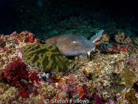 Sneak Peek

Brownbanded Bbamboo Shark, Chiloscyllium pu... by Stefan Follows 