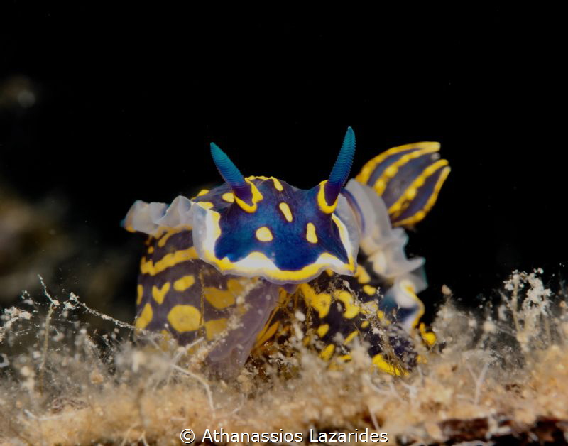 Felimare picta by Athanassios Lazarides 