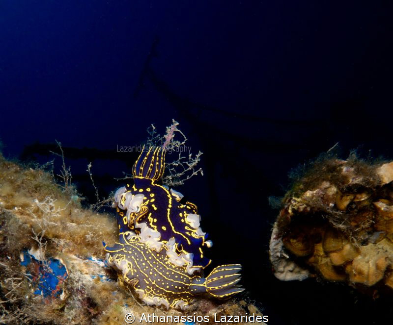 Mating Felimare picta by Athanassios Lazarides 