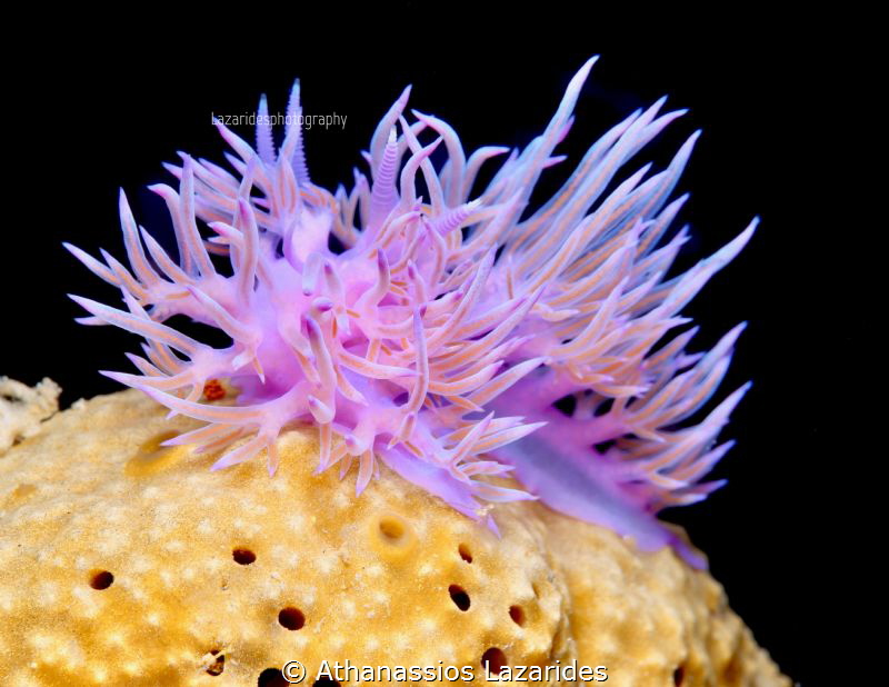 Flabellina affinis courting by Athanassios Lazarides 