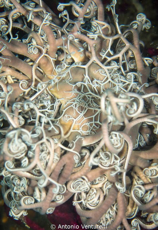 mediterranean basket star by Antonio Venturelli 