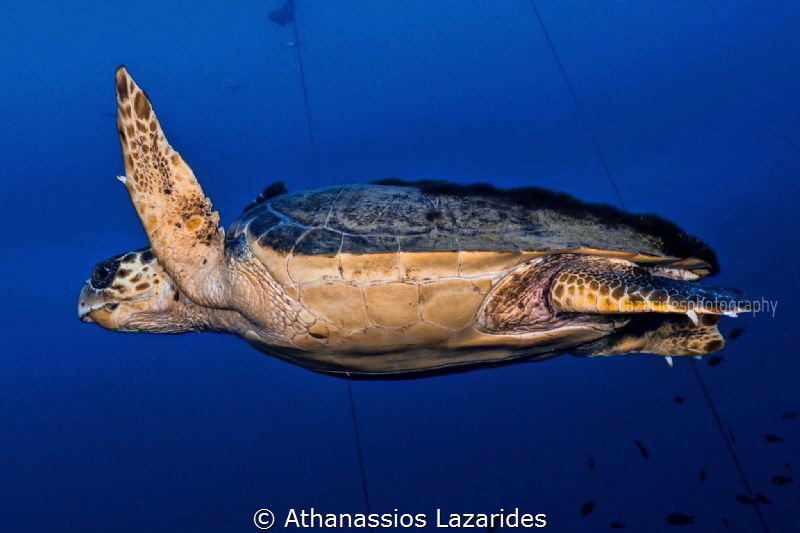 Turtle by Athanassios Lazarides 
