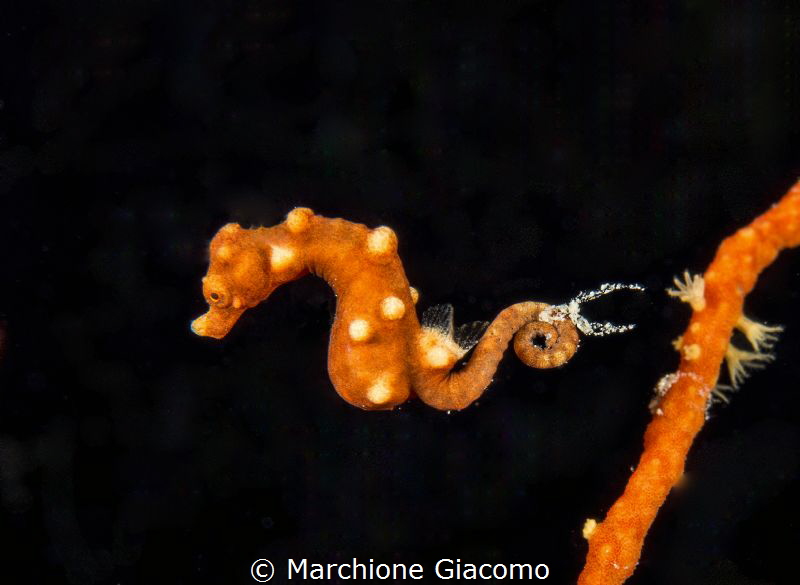 The jump Denise .Moal Boal ,. NIkon D800E , 105 macro , t... by Marchione Giacomo 