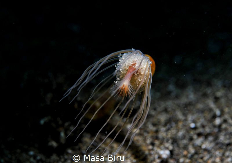 flower of elegance by Masa Biru 