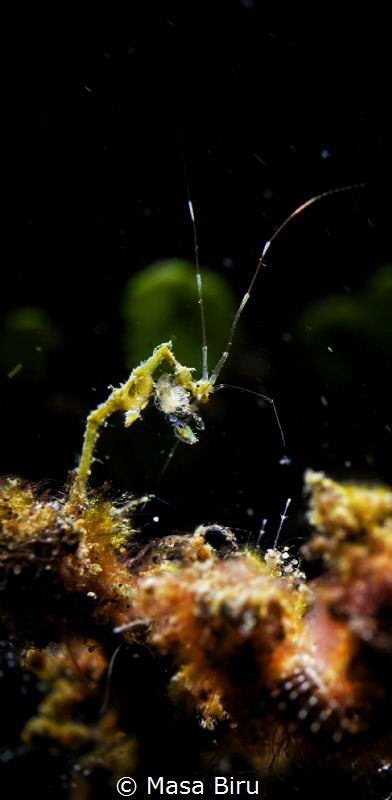 a shrimp by Masa Biru 