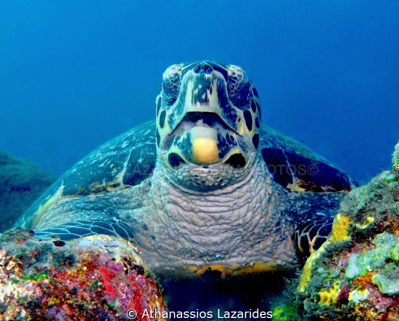 Turtle eating its lunch. Tulamben Bali. by Athanassios Lazarides 