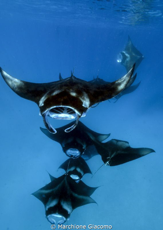 Manta biristris.
Hanifaru Bay , Maldives.
Nikon D800E ,... by Marchione Giacomo 