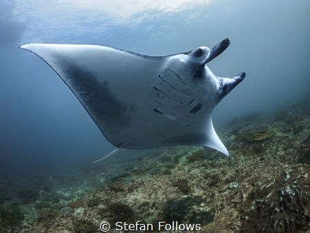 Span

Manta Ray - Mobula alfredi

Manta Point, Bali, ... by Stefan Follows 