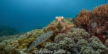 Green Turtle at Apo Island, Negros Oriental, Philippines
... by Andrey Savin 