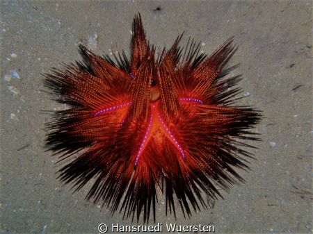 Urchin have light by Hansruedi Wuersten 
