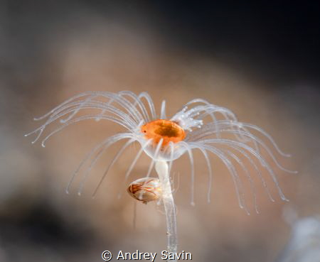 He & She by Andrey Savin 