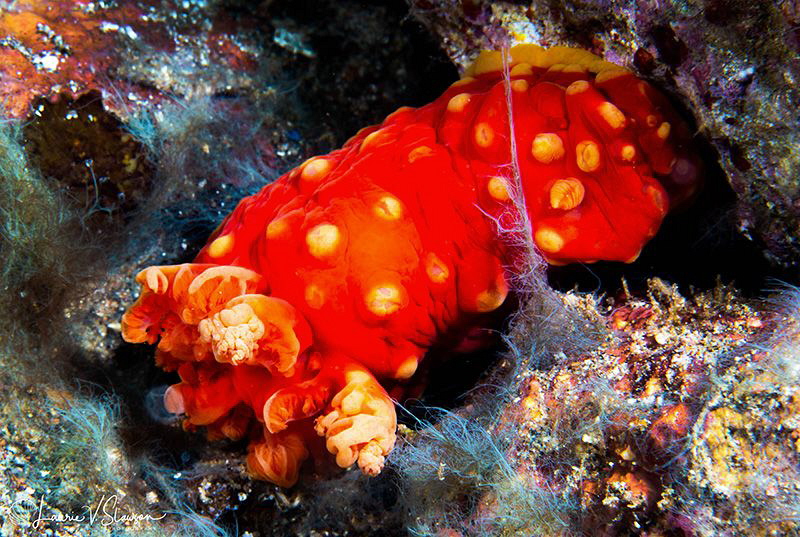Gymnodoris aurita/Photographed with a Canon 60 mm macro l... by Laurie Slawson 