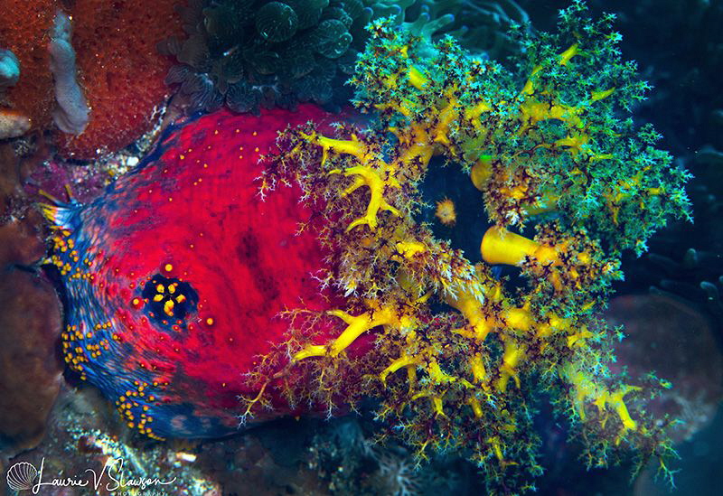 Sea Apple/Photographed with a Canon 60 mm macro lens at A... by Laurie Slawson 