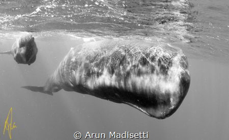 taken under permit somewhere far out to sea by Arun Madisetti 