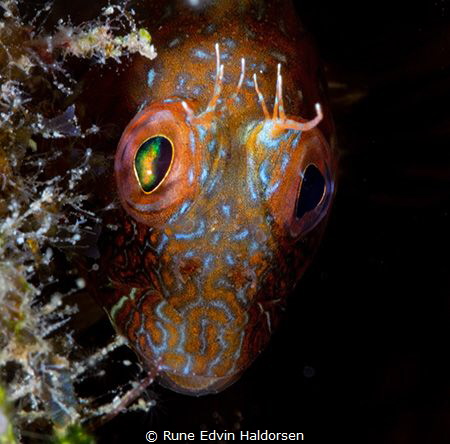 Blenny by Rune Edvin Haldorsen 