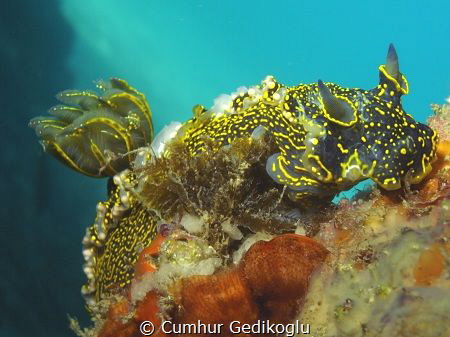 Felimare picta by Cumhur Gedikoglu 