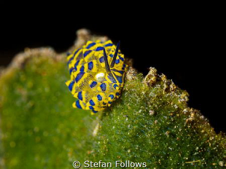 Slider

Nudibranch - Costasiella sp.

Bali, Indonesia by Stefan Follows 