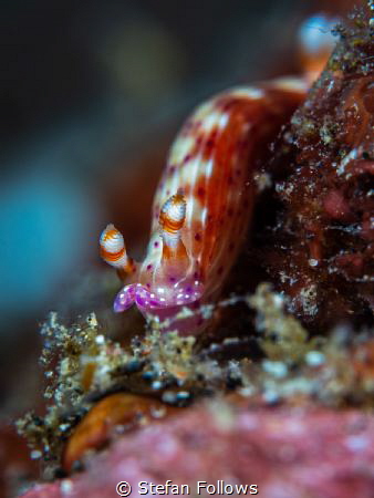 Sneaky  Fu*$er

Nudibranch - who knows!?

Bali, Indon... by Stefan Follows 