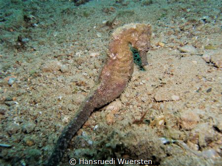 Seahors from Dauin by Hansruedi Wuersten 