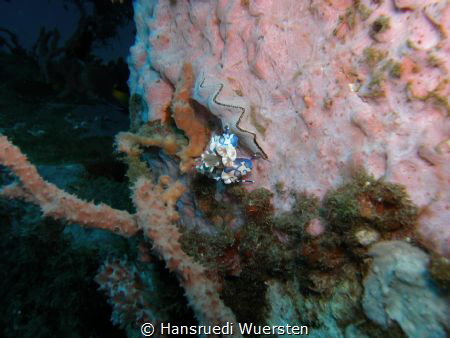 Harlekinshrimp on sponge by Hansruedi Wuersten 