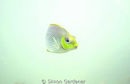 out of the mist by Simon Gardener 