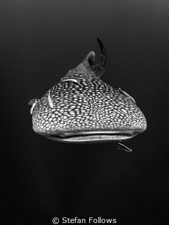 Midnight Marauders

Whale Shark - Rhincodon typus

Sa... by Stefan Follows 