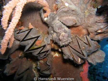 Frogfish by Hansruedi Wuersten 