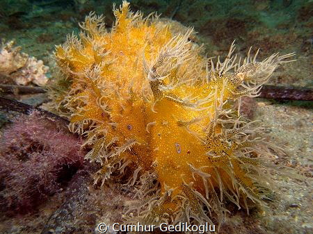 Bursatella leachii
Blue dot sea hare by Cumhur Gedikoglu 