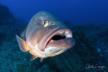 Epinephelus marginatus , El Hierro. by Claude Lespagne 