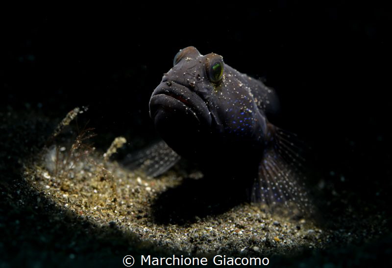 Blu -speckled Goby
Lembhe strait
Nikon D800e , 105 macr... by Marchione Giacomo 