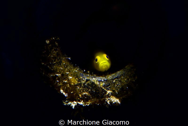 Gold goby in bottle .
Lembhe strait Indonesia by Marchione Giacomo 