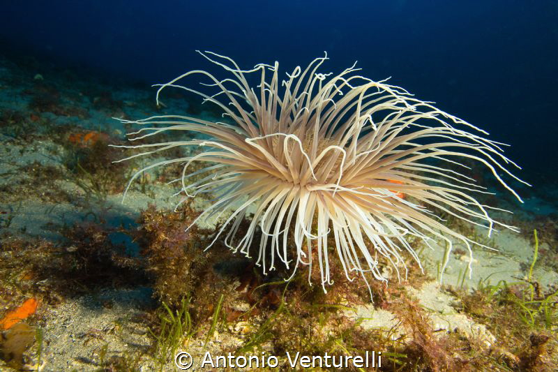 Cerianthus Membranaceus photographed with lens 10-22mm @ ... by Antonio Venturelli 