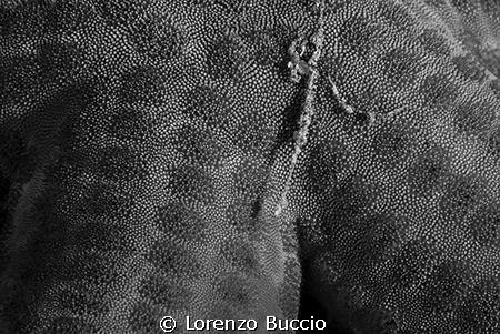 Hacelia attenuata, highlight of the skin by Lorenzo Buccio 