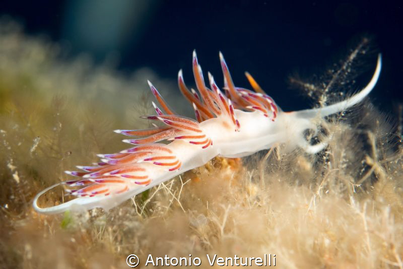 cratena peregrina by Antonio Venturelli 