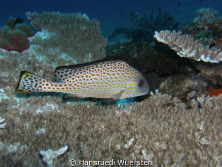 Unidentified Fish by Hansruedi Wuersten 