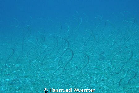 Eel Garden on Dauin by Hansruedi Wuersten 