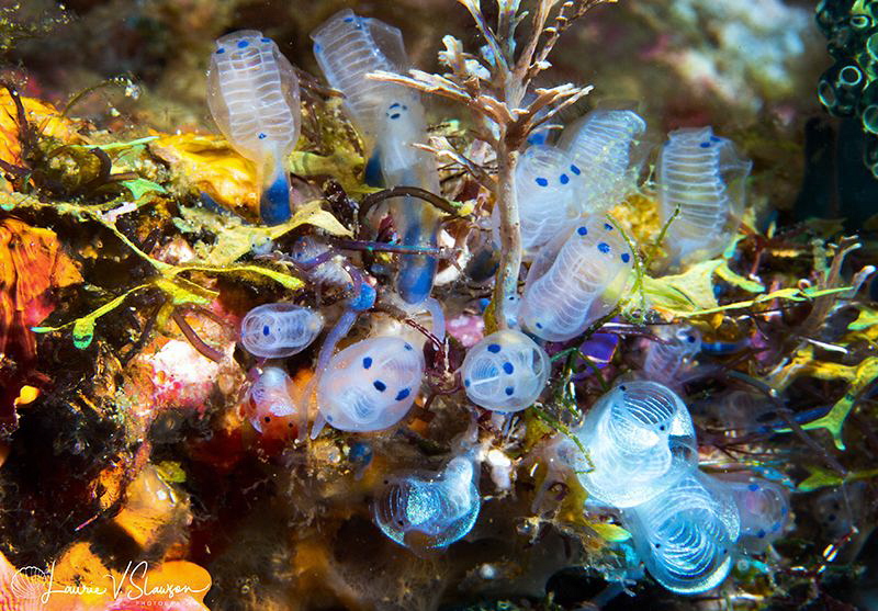 Tunicates/Photographed with a Canon 60 mm macro lens at A... by Laurie Slawson 