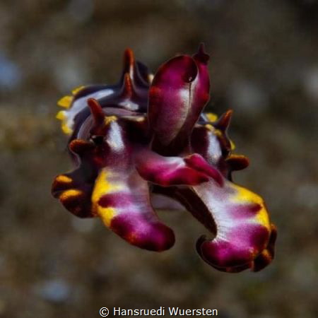 Flamboyant Cuttelfish swimming by Hansruedi Wuersten 