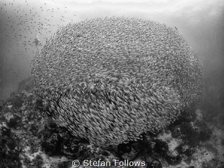 Bedazzle

Smoothtailed Trevally - Selaroides leptolepis... by Stefan Follows 